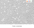 LN-18 Cells – Figure 1 of 1
