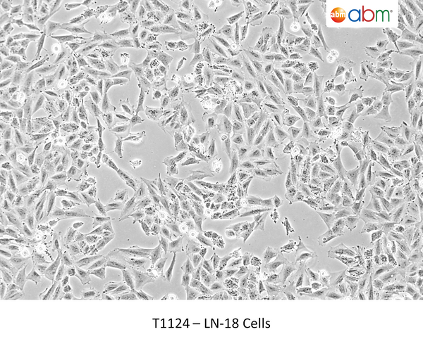 LN-18 Cells – Figure 1 of 1