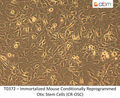Immortalized Mouse Conditionally Reprogrammed Otic Stem Cells (CR-OSC) | Applied Biological Materials (abm)