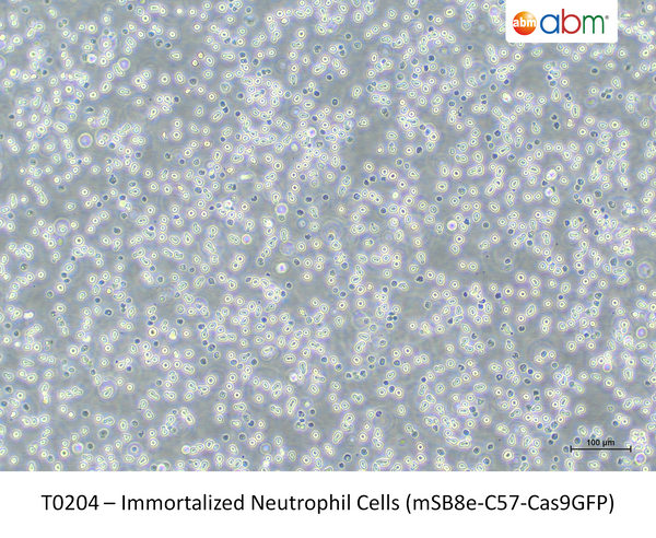 Immortalized Neutrophil Cells (mSB8e-C57-Cas9GFP) – Figure 1 of 1