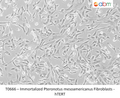 Immortalized Pteronotus mesoamericanus Fibroblasts - hTERT | Applied Biological Materials (abm)