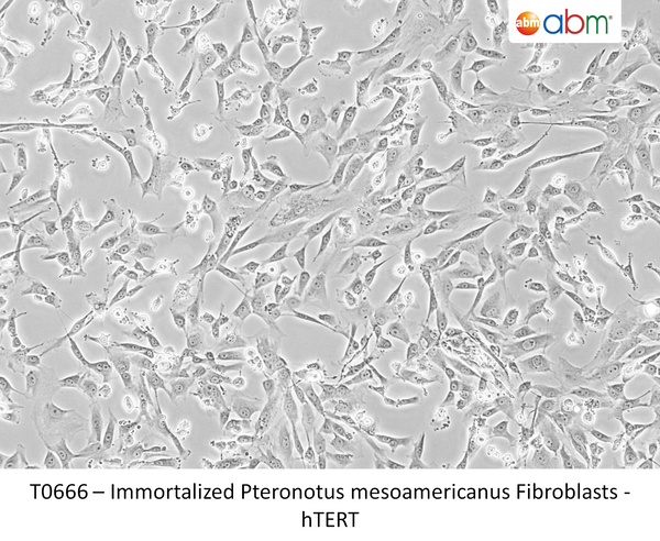 Immortalized Pteronotus mesoamericanus Fibroblasts - hTERT | Applied Biological Materials (abm)