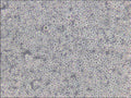 6T-CEM cell