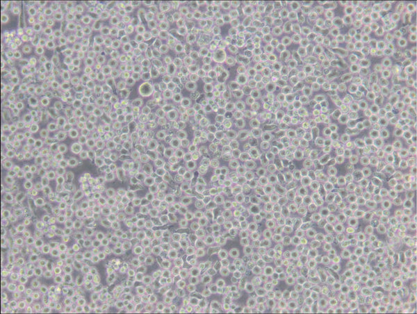 6T-CEM cell