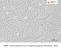 Immortalized Human Periodontal Ligament Fibroblasts - SV40 – Figure 1 of 1