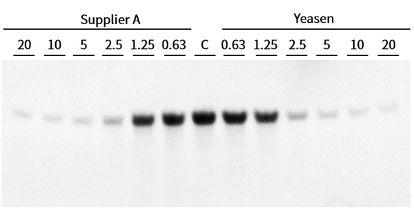 Exonuclease I (20 U/μL)
