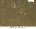 LUJ-35T2 Cell Line | Applied Biological Materials (abm)