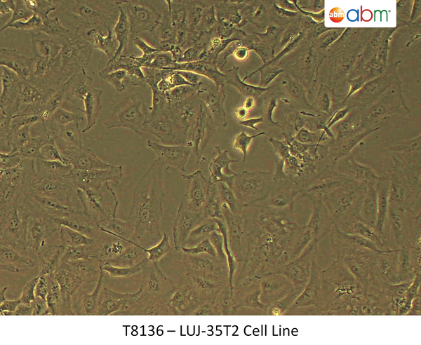 LUJ-35T2 Cell Line | Applied Biological Materials (abm)