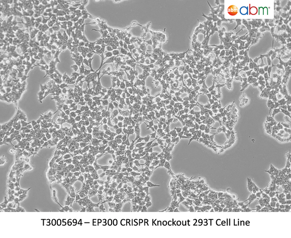 EP300 CRISPR Knockout 293T Cell Line | Applied Biological Materials (abm)