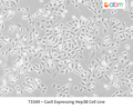 Cas9 Expressing Hep3B Cell Line | Applied Biological Materials (abm)