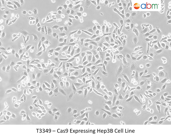 Cas9 Expressing Hep3B Cell Line | Applied Biological Materials (abm)