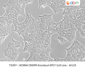 KCNN4 CRISPR Knockout KPCY Cell Line - AI119 | Applied Biological Materials (abm)