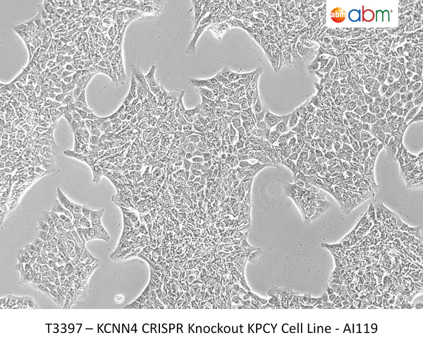 KCNN4 CRISPR Knockout KPCY Cell Line - AI119 | Applied Biological Materials (abm)