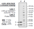 Caspase7, His-tag Recombinant – Figure 1 of 2