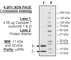 Caspase7, His-tag Recombinant – Figure 1 of 2