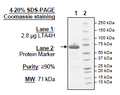 LTA4H, FLAG-His-tags Recombinant – Figure 1 of 1