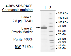 LTA4H, FLAG-His-tags Recombinant – Figure 1 of 1