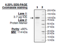 IDE, His-tag Recombinant – Figure 1 of 1