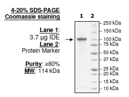 IDE, His-tag Recombinant – Figure 1 of 1