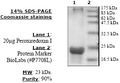 Peroxiredoxin I, His-tag Recombinant – Figure 1 of 2