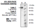 NOS2, His-FLAG-tags Recombinant – Figure 1 of 1