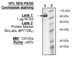 NOS2, His-FLAG-tags Recombinant – Figure 1 of 1