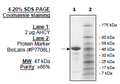 AHCY, S. solfataricus, His-tag Recombinant – Figure 1 of 1