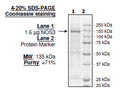 NOS3, His-FLAG-tag Recombinant – Figure 1 of 1