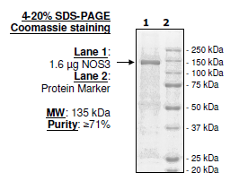 NOS3, His-FLAG-tag Recombinant – Figure 1 of 1