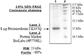 Peroxiredoxin I (K197Q), His-tag Recombinant – Figure 1 of 2