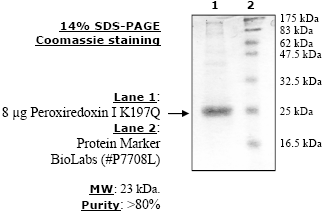 Peroxiredoxin I (K197Q), His-tag Recombinant – Figure 1 of 2