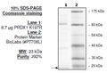 Peroxiredoxin I (K197R), His-tag Recombinant – Figure 1 of 1