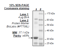 BirA, His-FLAG-tags (E. coli) (E. coli-derived) Recombinant – Figure 1 of 4