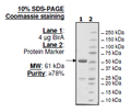 BirA, GST-Tag (E. coli) (E. coli derived) Recombinant – Figure 1 of 4