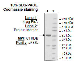 BirA, GST-Tag (E. coli) (E. coli derived) Recombinant – Figure 1 of 4