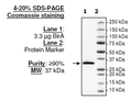 BirA, His-FLAG-tags (E. coli) (Sf9-derived) Recombinant – Figure 1 of 2