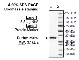 BirA, His-FLAG-tags (E. coli) (Sf9-derived) Recombinant – Figure 1 of 2