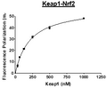 KEAP1, His-tag Recombinant – Figure 1 of 2