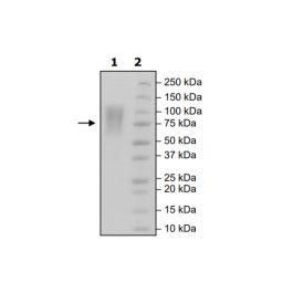 CEACAM, Avi-His-Tag, Biotin Labeled Recombinant – Figure 1 of 2