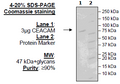 CEACAM1, Avi-His-Tag Recombinant – Figure 1 of 1