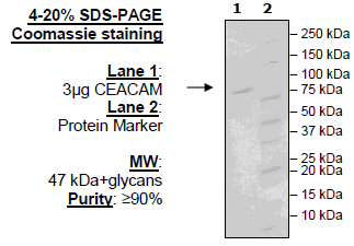 CEACAM1, Avi-His-Tag Recombinant – Figure 1 of 1