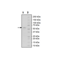 RANK, Fc fusion (IgG1), Biotin Labeled (Human) Recombinant – Figure 1 of 3