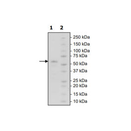 RANK, Fc fusion (IgG1), Biotin Labeled (Human) Recombinant – Figure 1 of 3
