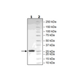 Sortase A, Hexamutant, His-Tag Recombinant – Figure 1 of 1