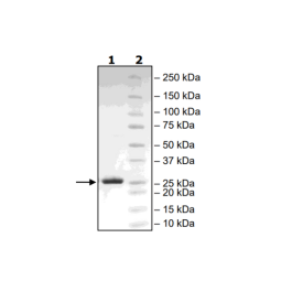 Sortase A, Hexamutant, His-Tag Recombinant – Figure 1 of 1