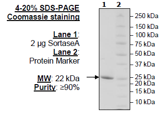 Sortase A, Heptamutant, His-Tag Recombinant – Figure 1 of 1