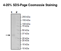RANKL, His-Tag (Human) Recombinant – Figure 1 of 1