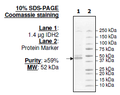 IDH2, FLAG-tag Recombinant – Figure 1 of 2