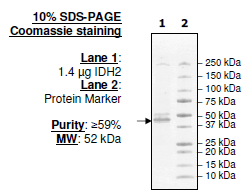 IDH2, FLAG-tag Recombinant – Figure 1 of 2