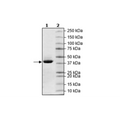 IDH1, FLAG-tag Recombinant – Figure 1 of 2